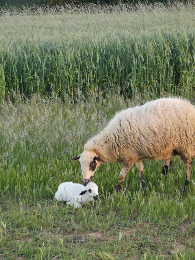 L' Abilleiru Albergue Rural Santibanez de Valdeiglesias Dış mekan fotoğraf